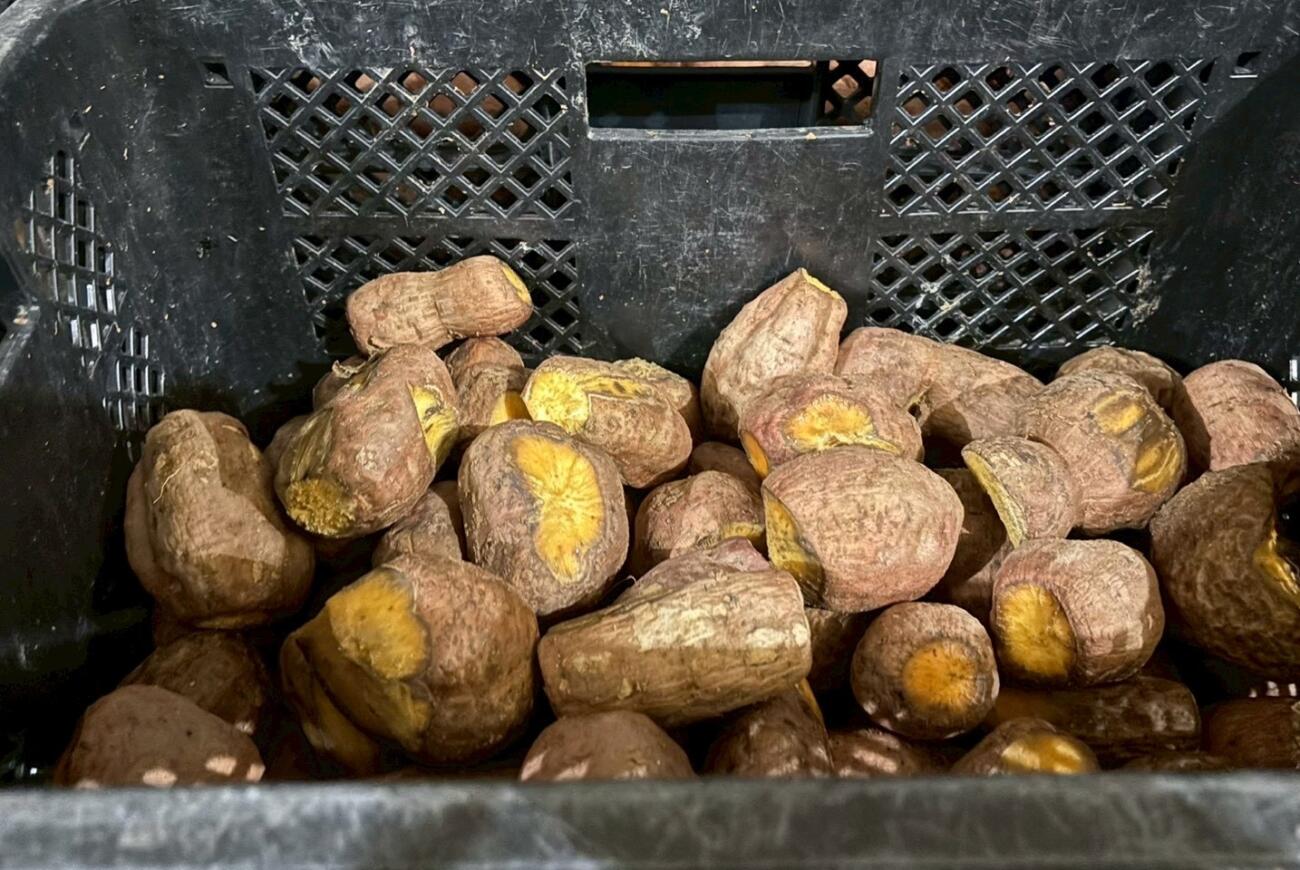 種子島　出張報告（その2）