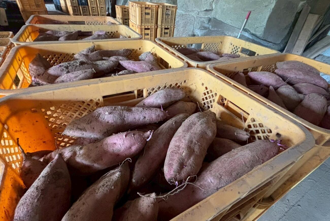 「さつまいも」について