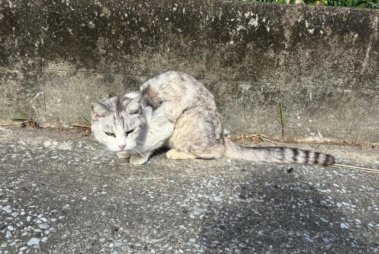 種子島　出張報告（その3）